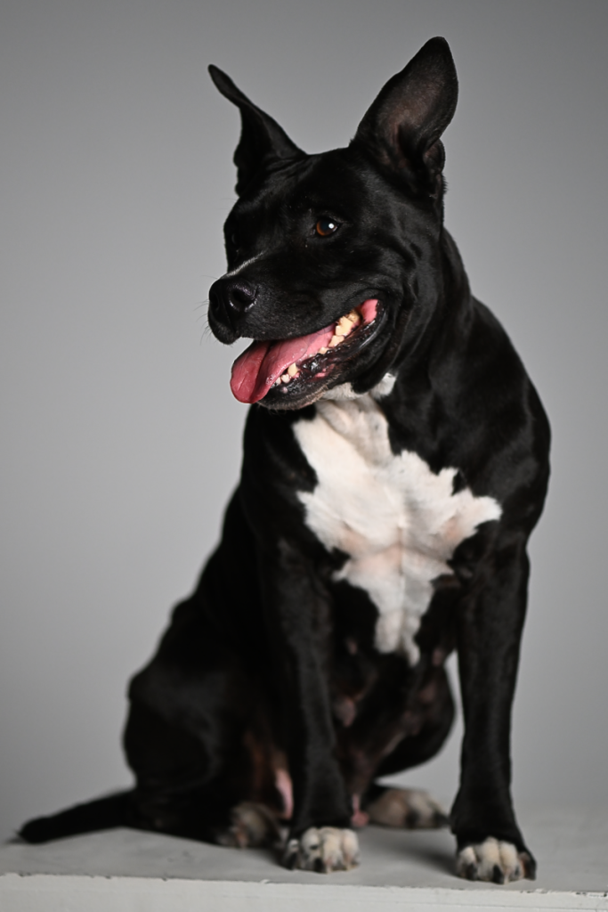 Atelier photo animalière de studio