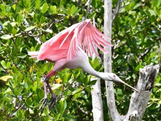 Flamand Rose Everglades