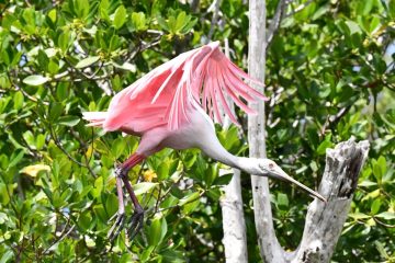 Flamand Rose Everglades