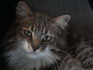 PF-N-St Thomas 2503 - Neko001