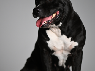 Atelier photo animalière de studio