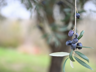 Il est temps de ramasser les olives